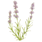 ���x���_�[