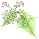 �Z�C���E�L�d�^