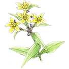 �I�g�M���\�E