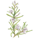 ���[�Y�}���[