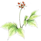 �I�^�l�j���W��